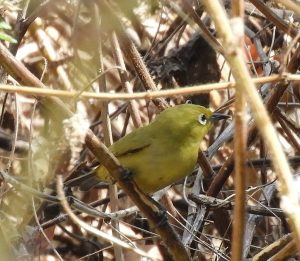 Canary white-eye